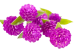 Fresh Globe Amaranth Flowers (Gomphrena) - 50g
