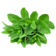 Mint Leaves Aprx-100g